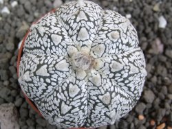Astrophytum Super Kabuto hybrid Snow pot 5,5 cm