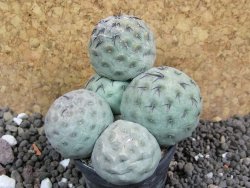 Tephrocactus geometricus pot 5,5 cm - 12397417