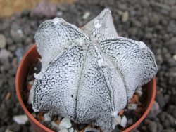 Astrophytum coahuilense snow (Super Coahuilense), pot 5,5 cm - 12397418