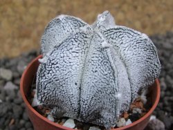 Astrophytum coahuilense snow (Super Coahuilense), pot 5,5 cm - 12397419