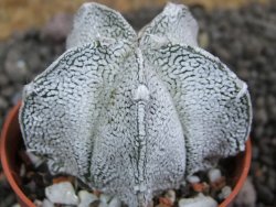 Astrophytum coahuilense snow (Super Coahuilense), pot 5,5 cm
