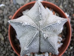 Astrophytum coahuilense snow (Super Coahuilense), pot 5,5 cm - 12397421