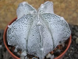 Astrophytum coahuilense snow (Super Coahuilense), pot 5,5 cm - 12397422