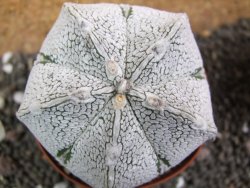 Astrophytum coahuilense snow (Super Coahuilense), pot 8 cm - 12397424