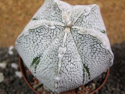 Astrophytum coahuilense snow (Super Coahuilense), pot 8 cm - 12397425