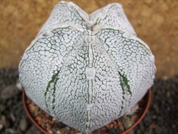 Astrophytum coahuilense snow (Super Coahuilense), pot 8 cm - 12397426