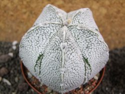 Astrophytum coahuilense snow (Super Coahuilense), pot 8 cm - 12397427
