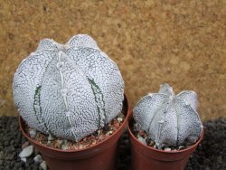 Astrophytum coahuilense snow (Super Coahuilense), pot 8 cm - 12397428
