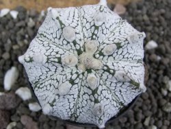 Astrophytum Super Kabuto hybrid Snow pot 5,5 cm - 12397466