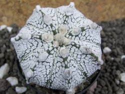 Astrophytum Super Kabuto hybrid Snow pot 5,5 cm - 12397467