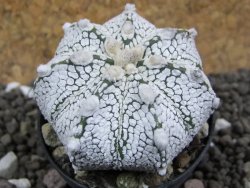 Astrophytum Super Kabuto hybrid Snow pot 5,5 cm