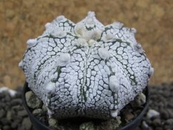 Astrophytum Super Kabuto hybrid Snow pot 5,5 cm - 12397469