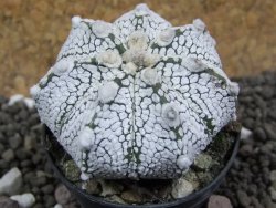 Astrophytum Super Kabuto hybrid Snow pot 5,5 cm - 12397470