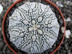 Astrophytum Super Kabuto hybrid Snow pot 5,5 cm - 12397471