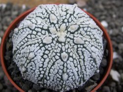 Astrophytum Super Kabuto hybrid Snow pot 5,5 cm - 12397473