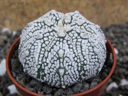 Astrophytum Super Kabuto hybrid Snow pot 5,5 cm - 12397474