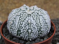 Astrophytum Super Kabuto hybrid Snow pot 5,5 cm - 12397475
