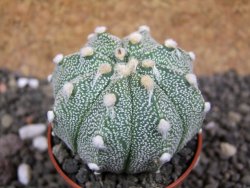 Astrophytum Super Kabuto hybrid pot 5,5 cm