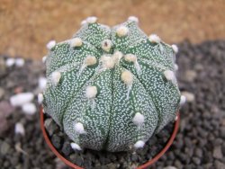 Astrophytum Super Kabuto hybrid pot 5,5 cm - 12397477