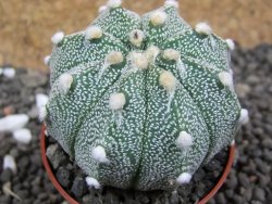 Astrophytum Super Kabuto hybrid pot 5,5 cm - 12397478