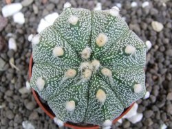 Astrophytum Super Kabuto hybrid pot 5,5 cm - 12397479