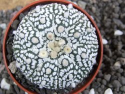Astrophytum Super Kabuto pot 5,5 cm - 12397481
