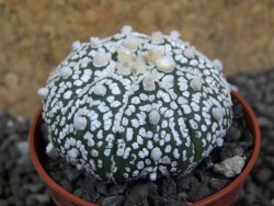 Astrophytum Super Kabuto pot 5,5 cm - 12397483