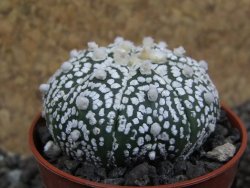 Astrophytum Super Kabuto pot 5,5 cm - 12397484