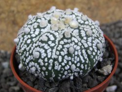 Astrophytum Super Kabuto pot 5,5 cm - 12397485