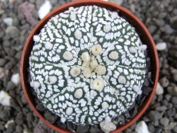 Astrophytum Super Kabuto pot 5,5 cm - 12397487