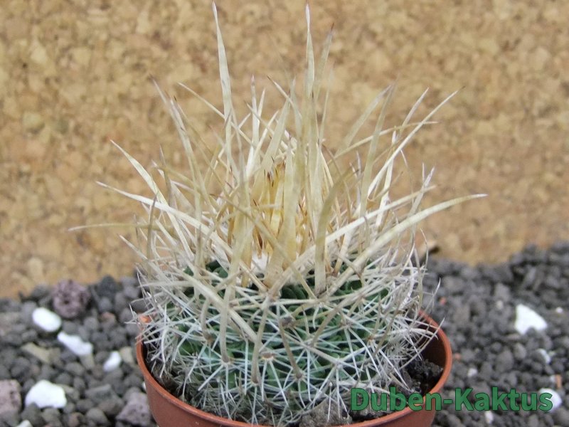 Echinofossulocactus erectocentrus SB 286 Dr. Arroyo pot 5,5 cm - 12397553