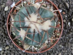 Echinocactus horizonthalonius Jacales, pot 6,5 cm - 12397563