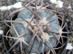 Echinocactus horizonthalonius RS 584 El Hundido, pot 5,5 cm - 12397580