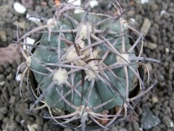 Echinocactus horizonthalonius El Oso pot 5,5 cm - 12397598