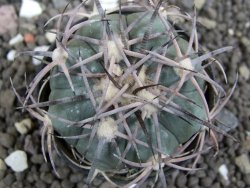 Echinocactus horizonthalonius El Oso pot 5,5 cm - 12397602
