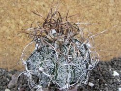 Astrophytum capricorne, 7 cm