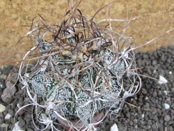 Astrophytum capricorne, 7 cm - 12397634