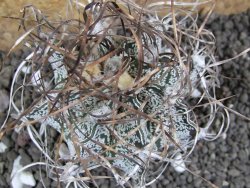 Astrophytum capricorne, 7 cm - 12397635