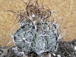 Astrophytum capricorne, 7 cm - 12397636