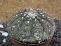 Gymnocalycium platygonum Salinas Grande pot 5,5 cm - 12397658
