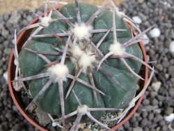 Echinocactus horizonthalonius Carazone d´Mol pot 6,5 cm - 12397738