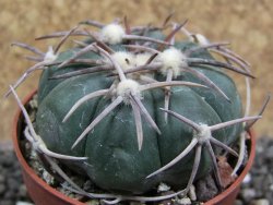 Echinocactus horizonthalonius Carazone d´Mol pot 6,5 cm