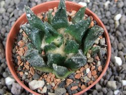Ariocarpus scapharostrus Rayones, pot 5,5 cm - 12397782