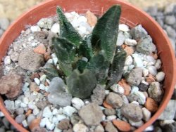 Ariocarpus scapharostrus Rayones, pot 5,5 cm - 12397786