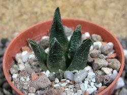 Ariocarpus scapharostrus Rayones, pot 5,5 cm - 12397787