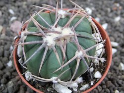 Echinocactus horizonthalonius Mineral d´Pozos, pot 5,5 cm