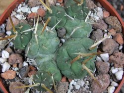 Tephrocactus rossianus, pot 6,5 cm - 12397812