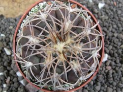 Gymnocalycium spegazzinii punillaense El Obelisco, pot 6,5 cm - 12397858