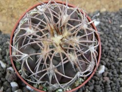 Gymnocalycium spegazzinii punillaense El Obelisco, pot 6,5 cm - 12397859