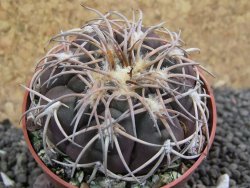 Gymnocalycium spegazzinii punillaense El Obelisco, pot 6,5 cm - 12397860